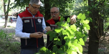Edirne'de 'kahverengi kokarca'ya karşı 2 bin adet samuray arı