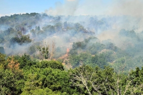 EDIRNEDE-ORMAN-YANGINI_785595_232436