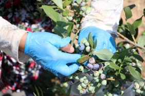 Edirne'de yaban mersini hasadı, don nedeniyle verim kaybıyla b