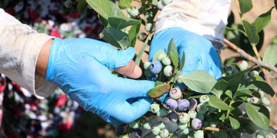 Edirne'de yaban mersini hasadı, don nedeniyle verim kaybıyla b