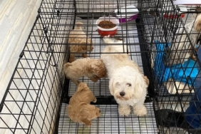 Kırklareli'de kaçak cins köpek üretim yerine baskın