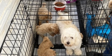 Kırklareli'de kaçak cins köpek üretim yerine baskın