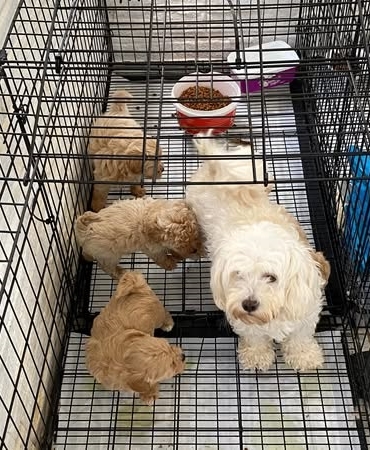 Kırklareli'de kaçak cins köpek üretim yerine baskın