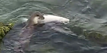 Tekirdağ’da su samuru görüntülendi