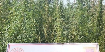 Kırklareli'de 102 bin kök kenevir ele geçirildi