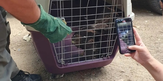 Kırklareli’de yaralı bulunan şahin, koruma altına alındı