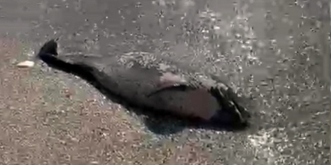 Tekirdağ'da kıyıya ölü yunus vurdu