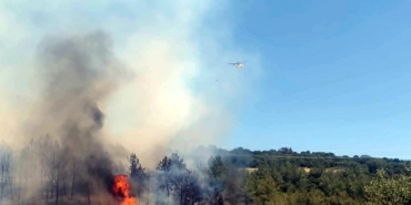 Tekirdağ'da orman yangını