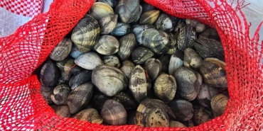 650 kilo kum midyesiyle yakalanan 3 kişiye 2 milyon lira ceza