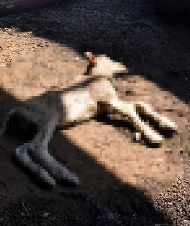 KIRKLARELI’DE-20-KUCUKBAS-YANGINDA-TELE_861514_255719