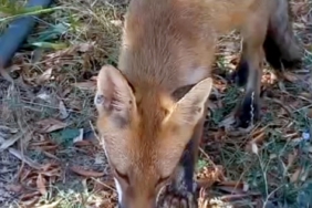 Sıcaktan bitkin düşen tilkinin su içtiği anlar kamerada