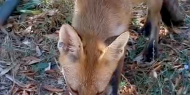 Sıcaktan bitkin düşen tilkinin su içtiği anlar kamerada