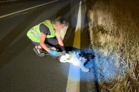 Tekirdağ'da 15 leylek elektrik akımına kapıldı