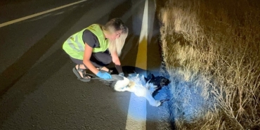 Tekirdağ'da 15 leylek elektrik akımına kapıldı