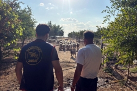 Çalınan koyunlar 50 saatlik görüntü incelenerek bulundu