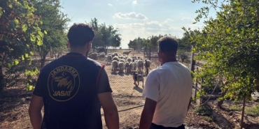 Çalınan koyunlar 50 saatlik görüntü incelenerek bulundu