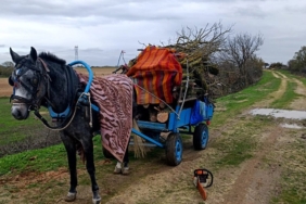 Meradan izinsiz ağaç kesen 2 şüpheli gözaltına alındı