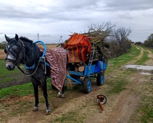 Meradan izinsiz ağaç kesen 2 şüpheli gözaltına alındı