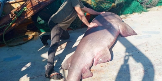 Ağına 350 kiloluk ‘boz camgöz’ türü köpek balığı ta